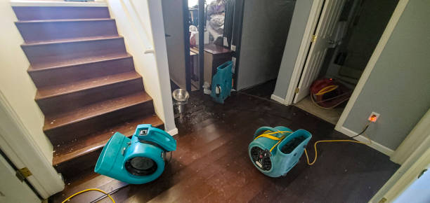 Best Mold removal after water damage  in Tolleson, AZ