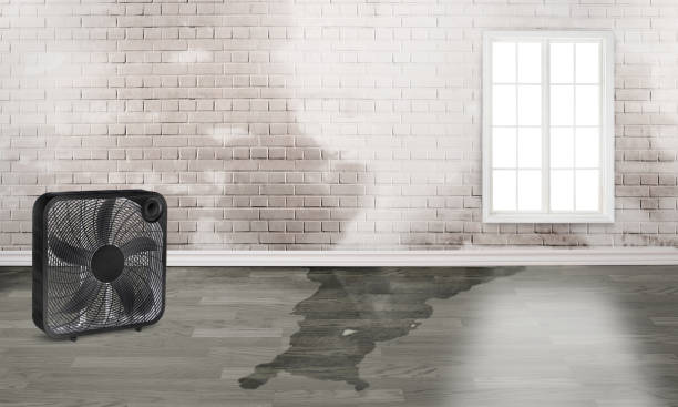 Best Ceiling water damage repair  in Tolleson, AZ